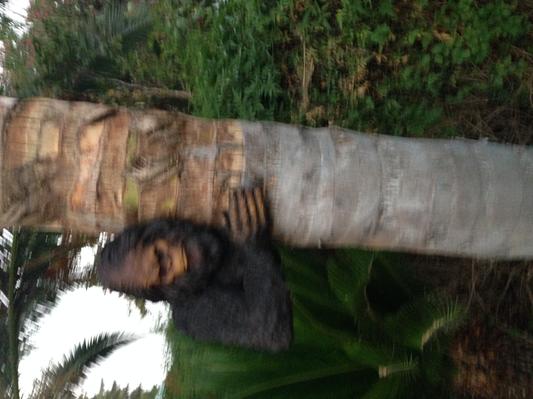yeti tree hugger statue