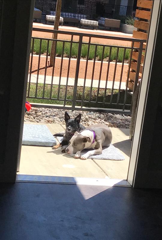 The dogs sunbathing on my patio/yard looking out on the courtyard