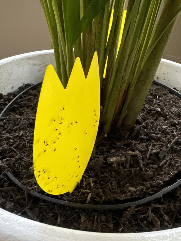 Goldfruchtpalme FloraSelf Dypsis lutescens H 120-140 cm  | HORNBACH