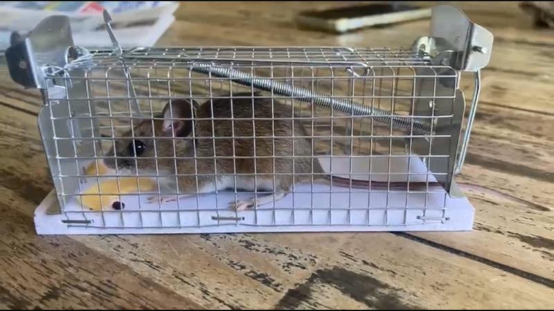 Piège à Souris Domestique Réutilisable, Cage à Rat Autobloquante, Piège à Souris Vivant, Pour