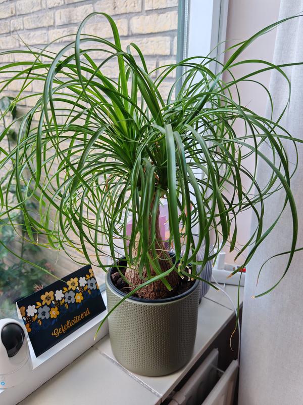 Elefantenfu Stamm FloraSelf Beaucarnea recurvata H ca. | HORNBACH