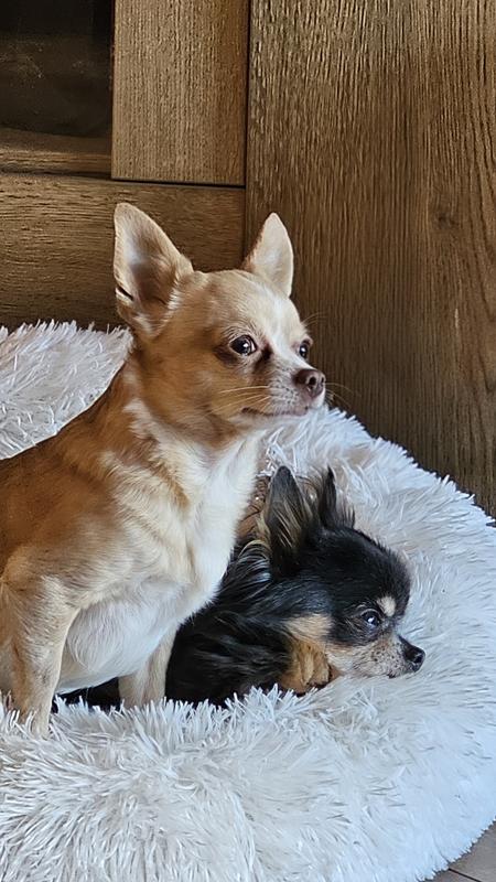 Bruine Tweed dierenmanden Honden kopen? | Laagste prijs