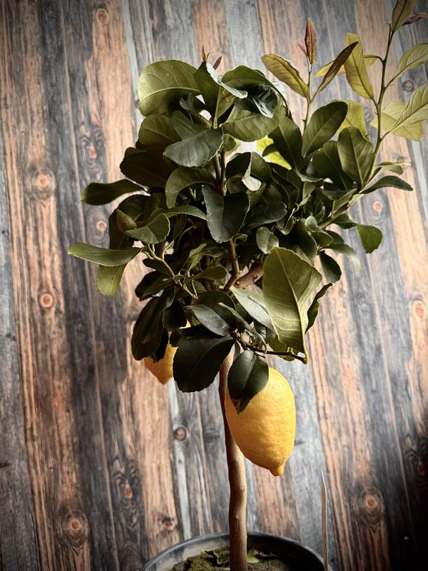 Plant in a Box - Citronniers - Set de 3 - Citrus mitis 'calamondin' - Hauteur 25-40cm - Pot 9cm - Agrume d'Intérieur et d'Extérieur - Non Rustique