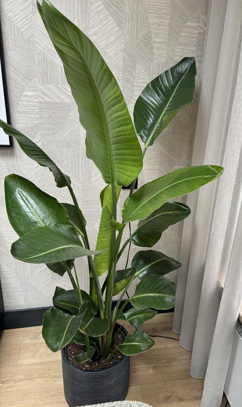 Baumstrelitzie FloraSelf Strelitzia Nicolai H 110-120 cm  | HORNBACH