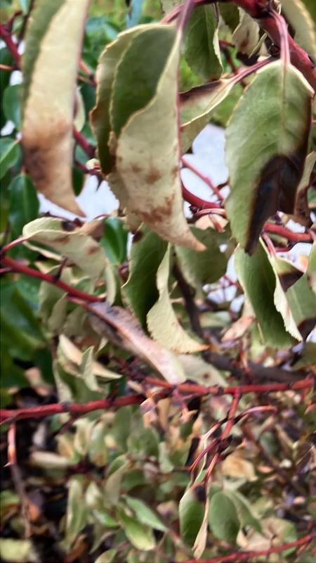 12 x Portugiesischer Kirschlorbeer FloraSelf Prunus | HORNBACH AT