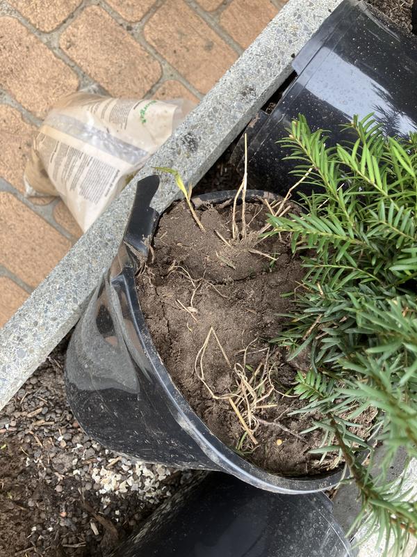 12 x Eibe FloraSelf Taxus baccata H 80-100 cm im ClickCo | HORNBACH