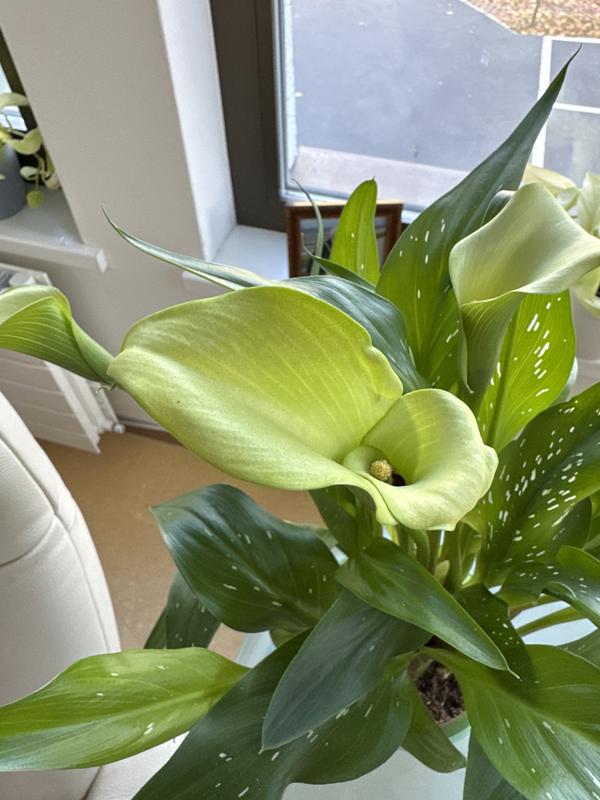Zimmercalla FloraSelf Zantedeschia 'Sunclub' H 40-45 cm  | HORNBACH