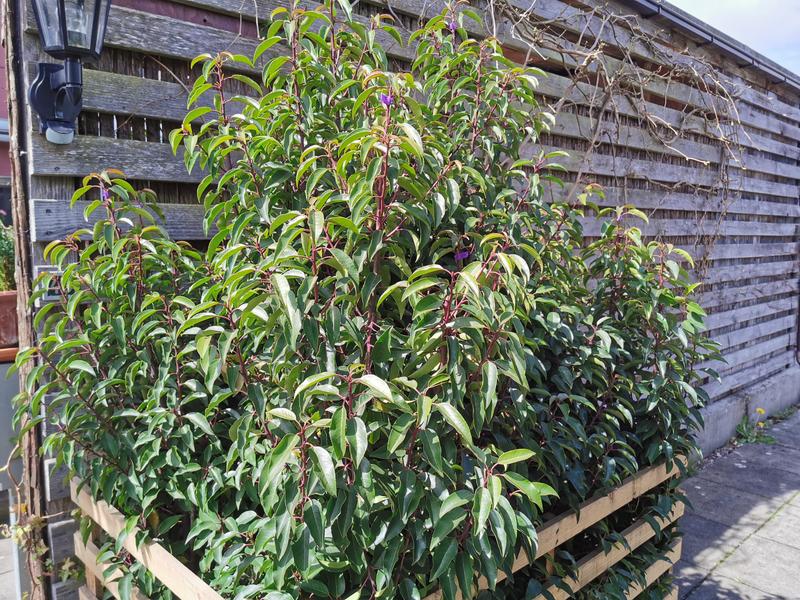 15 x Portugiesischer Kirschlorbeer FloraSelf Prunus lusitanica 'Angustifolia'  H 100-125 cm ClickCo fr ca. 6 m Hecke - HORNBACH