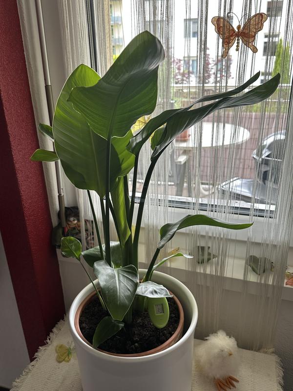 bester dünger für monstera Monstera-Flüssigdünger 500 ml main image 1