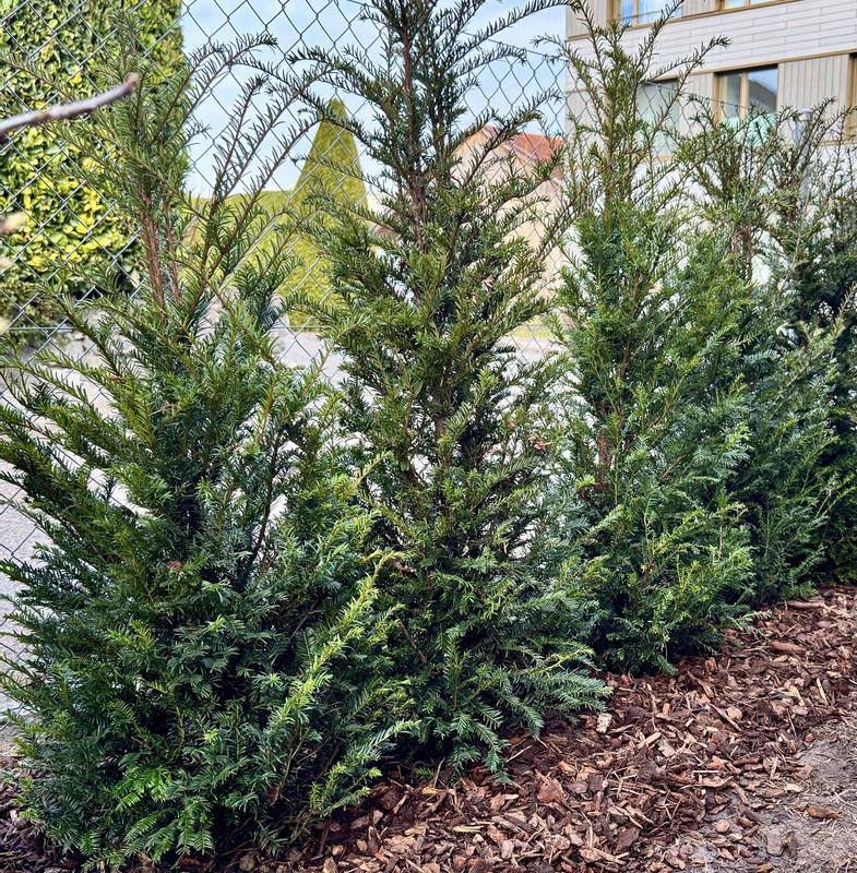 6 x Eibe FloraSelf Taxus baccata H 100-125 cm ClickCo fr ca. 2,5 m Hecke -  HORNBACH