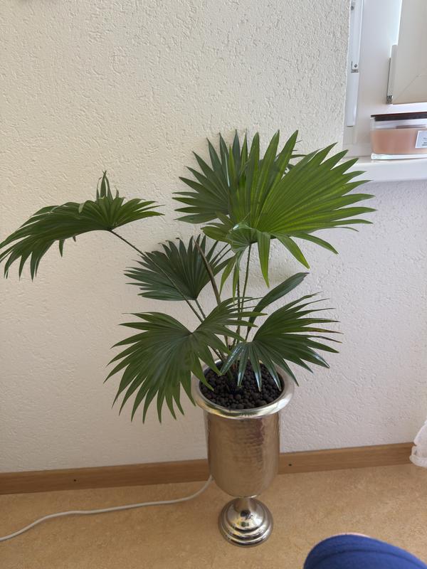 Schirmpalme, Rundblttrige Livistonie FloraSelf Livistona | HORNBACH
