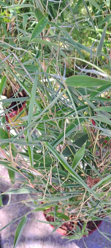 Winterschner Gartenbambus Fargesia hybride 'Winter Joy' H | HORNBACH AT