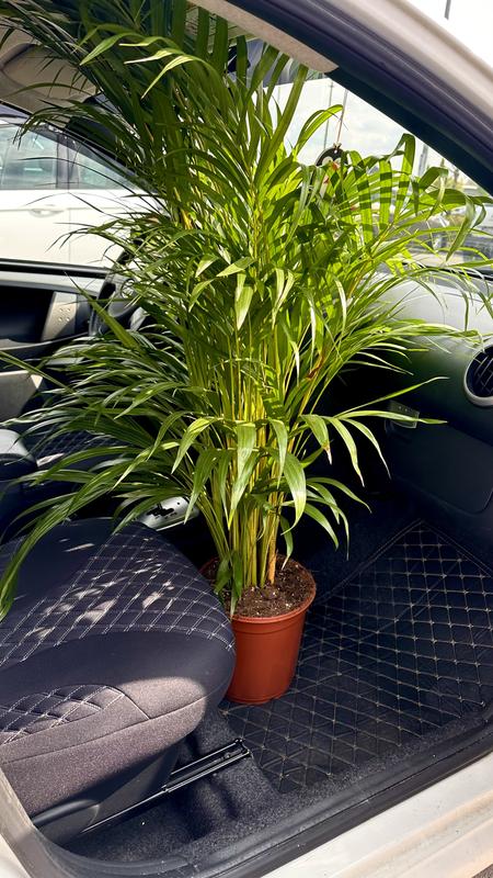 Goldfruchtpalme FloraSelf Dypsis lutescens H 120-140 cm  | HORNBACH