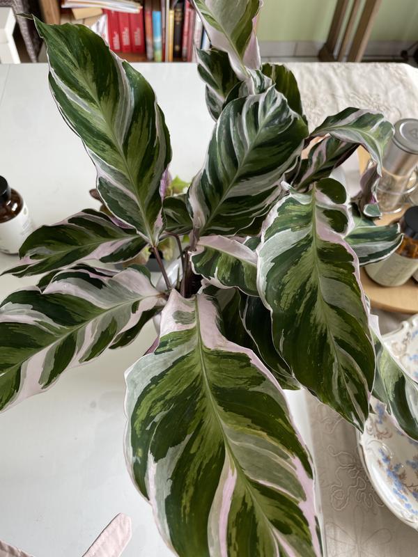 Korbmarante FloraSelf Calathea Fusion White H ca. 40 cm  | HORNBACH