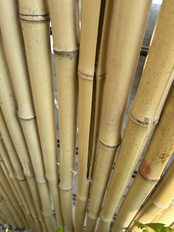 Sichtschutz floraworld Bambus Gala 300 x 180 cm natur | HORNBACH