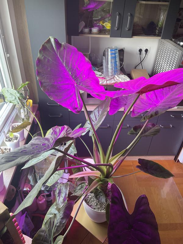 Flüssigdünger Lechuza Perfect Leaf fluid 475 ml | HORNBACH