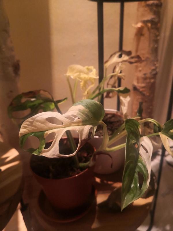 monstera samen pflanzen Monstera deliciosa Samen kaufen (geprüfte Keimquote) – Pflanzpaket