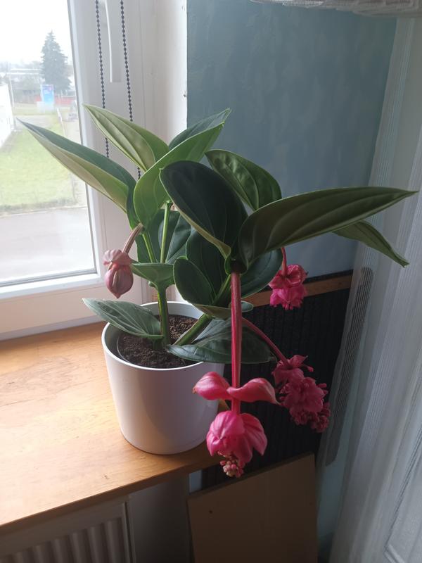 Medinilla