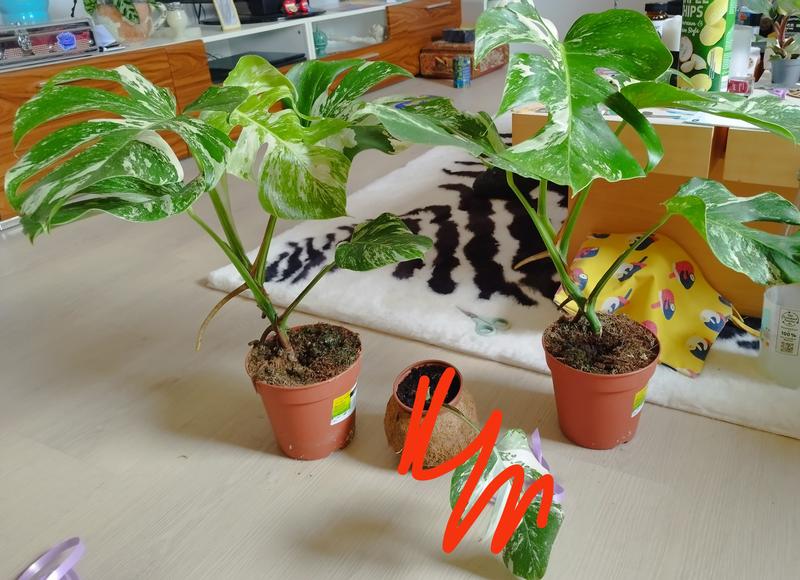 Fensterblatt FloraSelf Monstera deliciosa 'Variegata' H ca. | HORNBACH