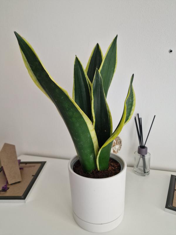 bogenhanf obi Sansevieria Laurentii (Bogenhanf) | 70 cm main image 0