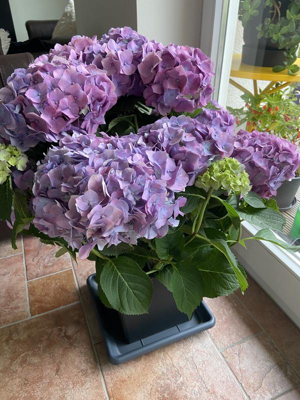 Rhododendron- und Hortensienerde COMPO SANA 50 L auch | HORNBACH