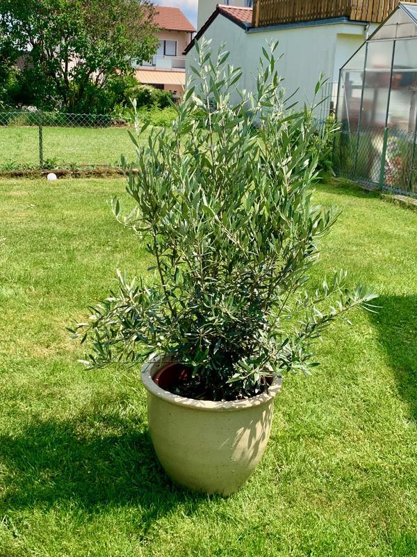 Olivenbaum FloraSelf Olea europaea H 90-110 cm  35 cm Topf | HORNBACH