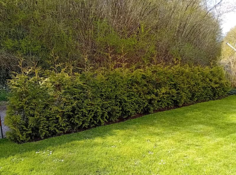 Lebensbaum Thuja occidentalis 'Brabant' H 80-100 cm im | HORNBACH