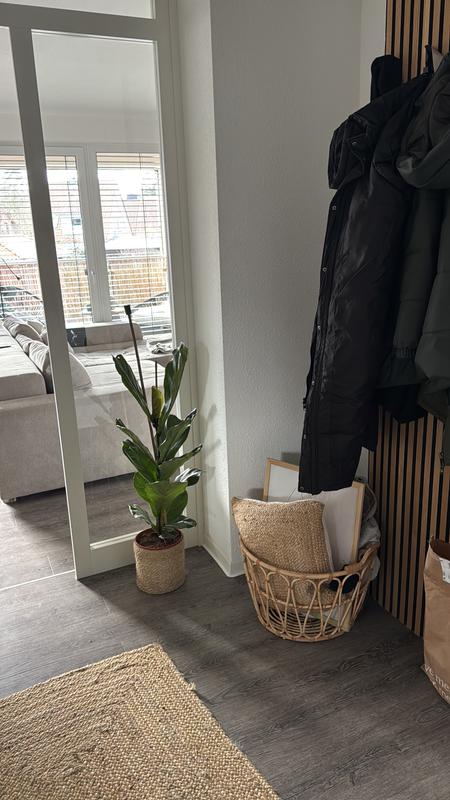 Geigenfeige FloraSelf Ficus lyrata H ca. 105 cm  21 cm | HORNBACH