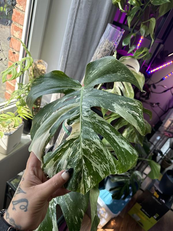 Fensterblatt FloraSelf Monstera deliciosa 'Variegata' H ca. | HORNBACH