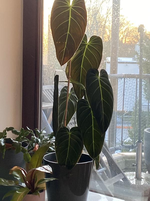 dünger für calathea Tipps zur Pflege deiner Pflanze : Calathea orbifolia – PflanzenFuerAlle main image 1