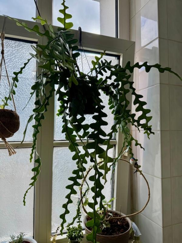 kunstpflanze 70 cm Künstliche Dieffenbachia – Calienne | 70 cm main image 0