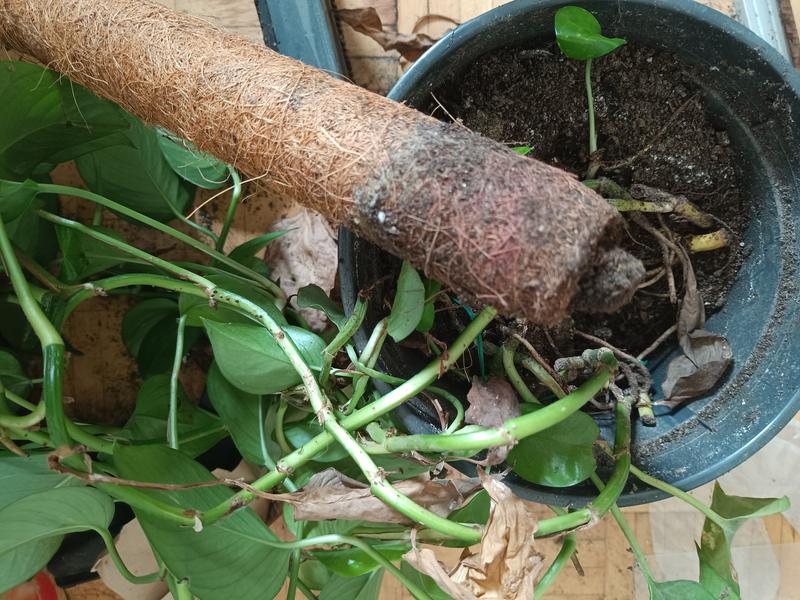 Kokosstab Pflanzstab Kokos FloraSelf Nature H 60 cm  40 mm braun,  verlngerbar - HORNBACH