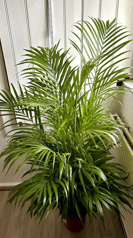 Goldfruchtpalme FloraSelf Dypsis lutescens H 120-140 cm  | HORNBACH