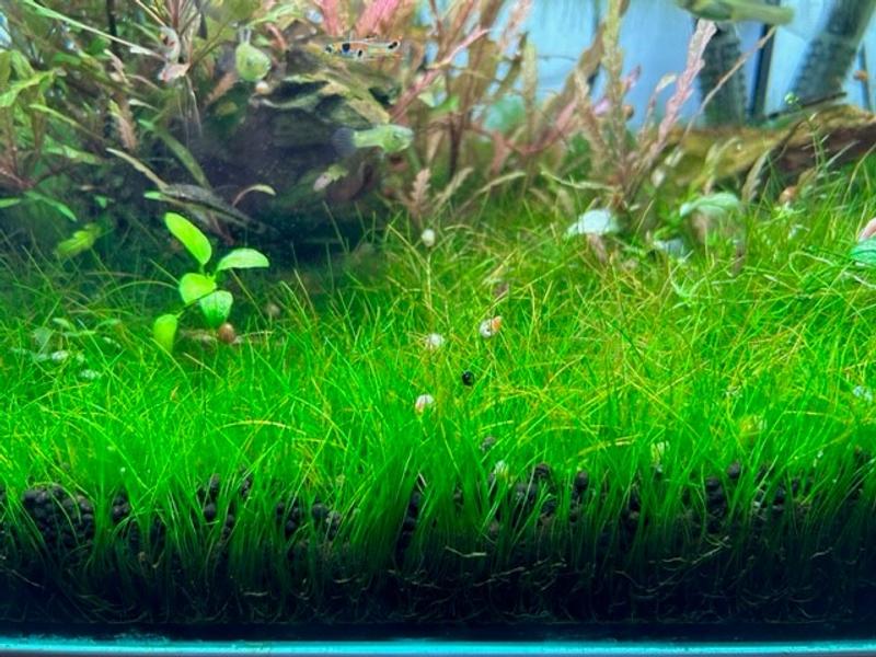 Aquarium Bodengrund DENNERLE PLANTS Soil 2 - 3 mm, ca. 9 kg | HORNBACH