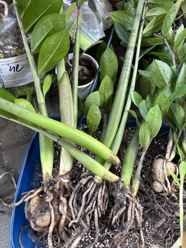 Glcksfeder FloraSelf Zamioculcas zamiifolia H 80-100 cm | HORNBACH
