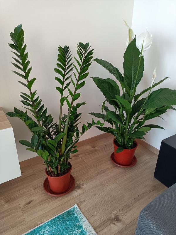 Glcksfeder FloraSelf Zamioculcas zamiifolia H 80-100 cm | HORNBACH