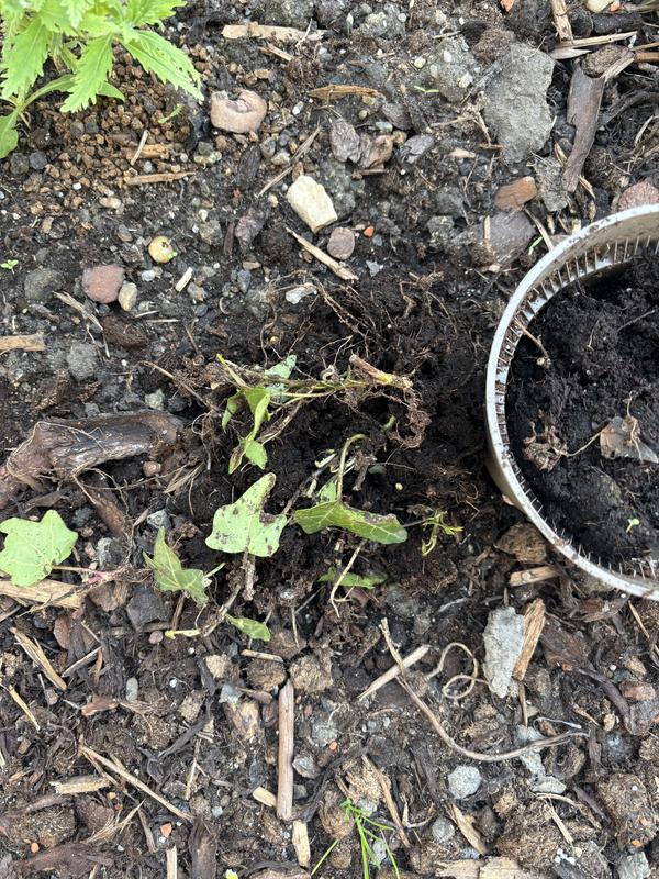 efeutute bild Epipremnum Aureum