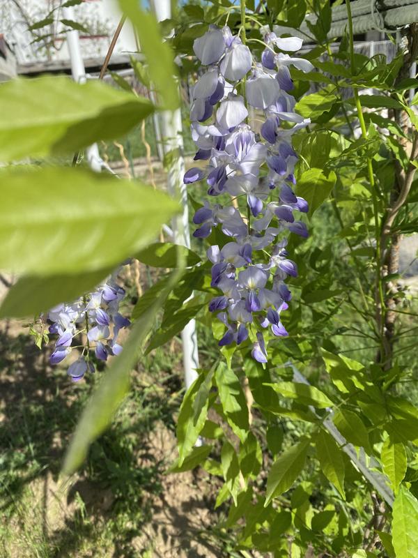 Blauregen FloraSelf Wisteria sinensis H 50-70 cm Co 2,3 L | HORNBACH