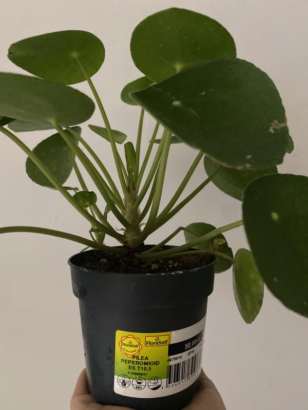 Kanonierblume,Ufopflanze FloraSelf Pilea peperomioides H 17-22 cm  10,5 cm  Topf - HORNBACH Luxemburg