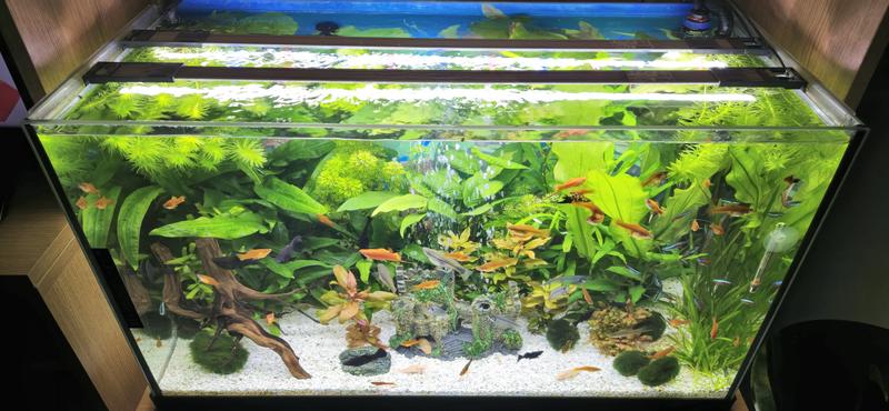 Aquariumbeleuchtung EHEIM classicLED plants 740 mm 10,6 W - HORNBACH  Luxemburg