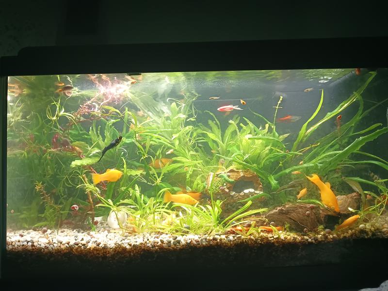 Acvariu Aquatlantis Advance Led 60x30x34 cm negru | HORNBACH