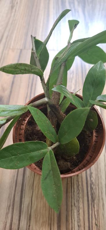 kaktus zebra Haworthia Fasciata 