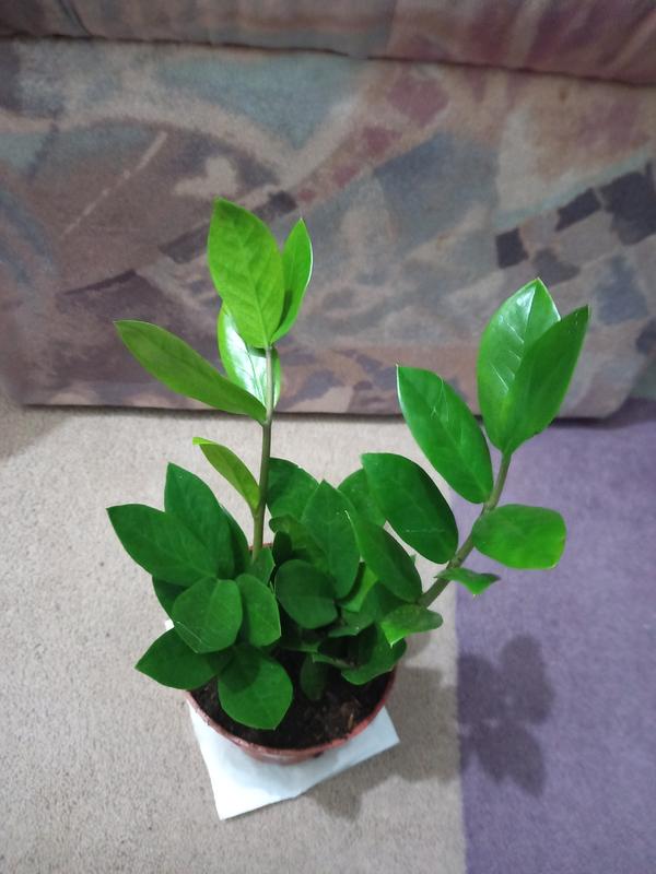 fagus sylvatica 'dawyck Fagus sylvatica Dawyck