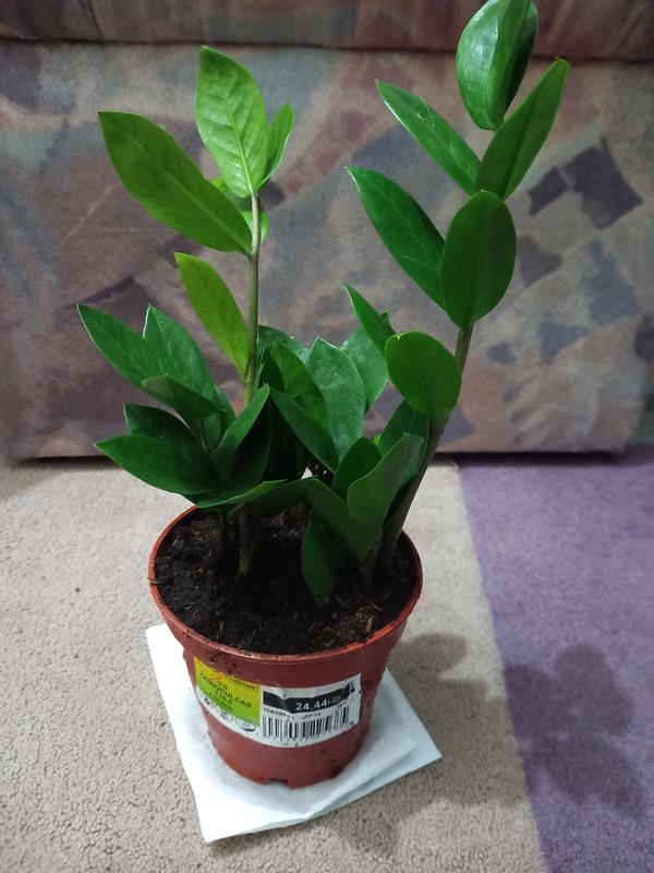Glcksfeder FloraSelf Zamioculcas zamiifolia H ca. 35 cm | HORNBACH