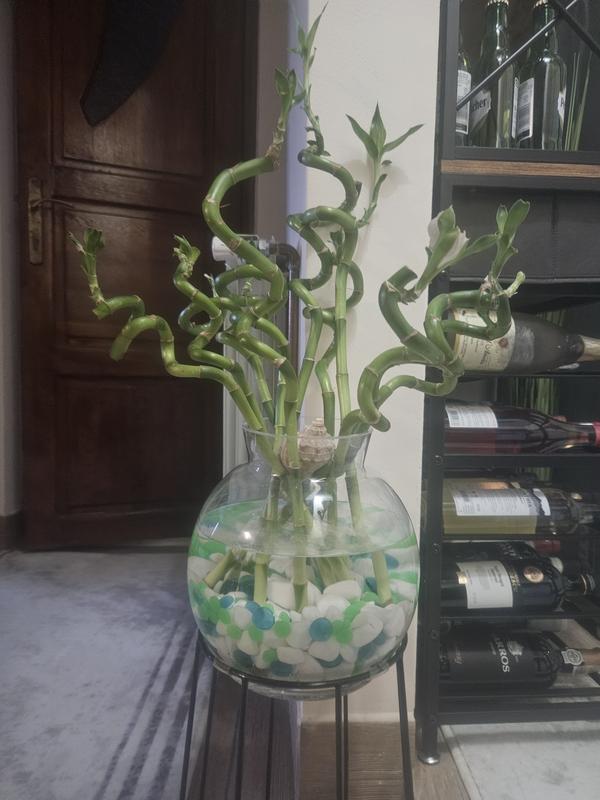 Glcksbambus FloraSelf Lucky Bamboo Spirale ca. 40 cm | HORNBACH