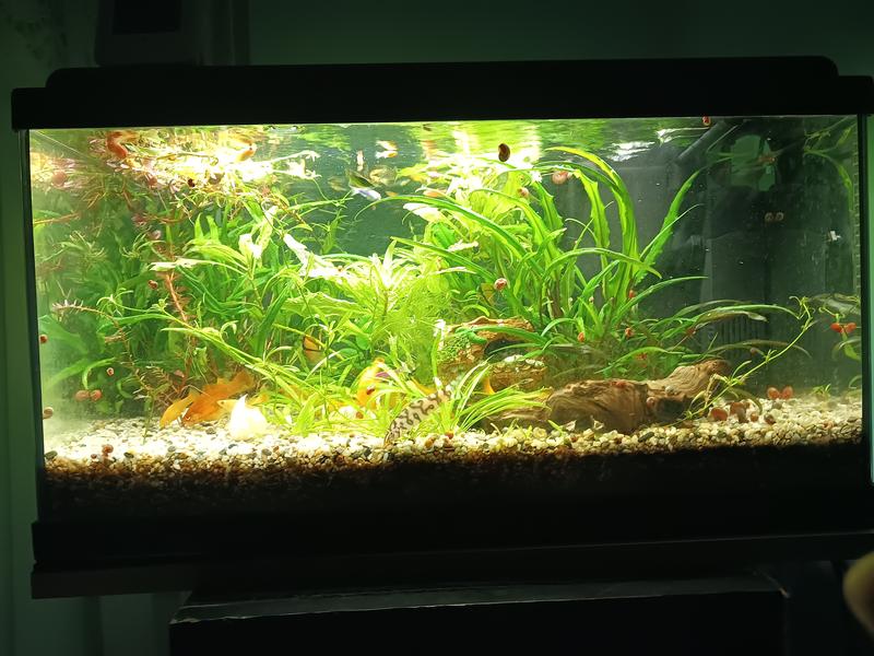 Acvariu Aquatlantis Advance Led 60x30x34 cm negru | HORNBACH