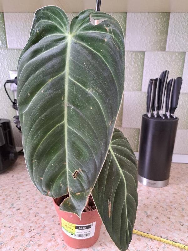 Schwarzgoldener Baumfreund FloraSelf Philodendron | HORNBACH
