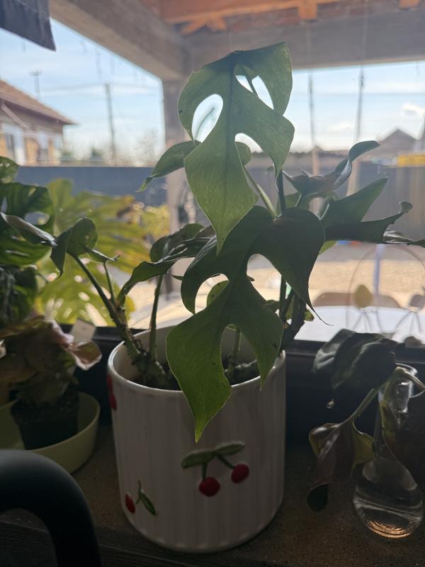 philodendron golden dragon lime fiddle Philodendron Golden Dragon Variegated  Curious Plant Killer