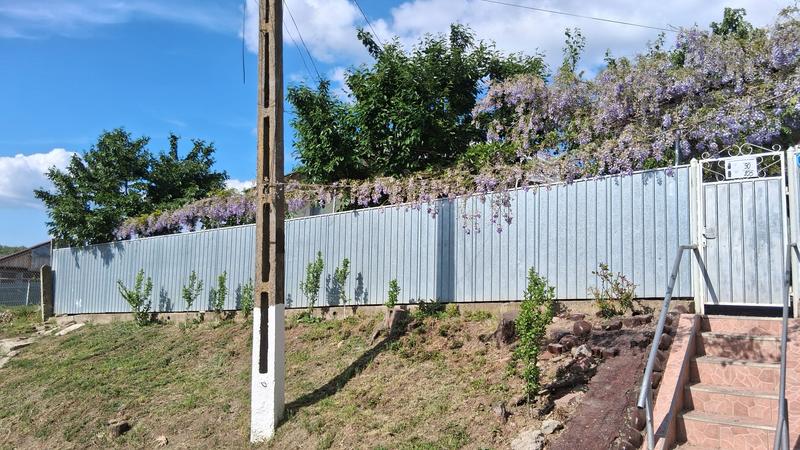 Blauregen, Glyzine FloraSelf Wisteria sinensis 'Prolific' H | HORNBACH