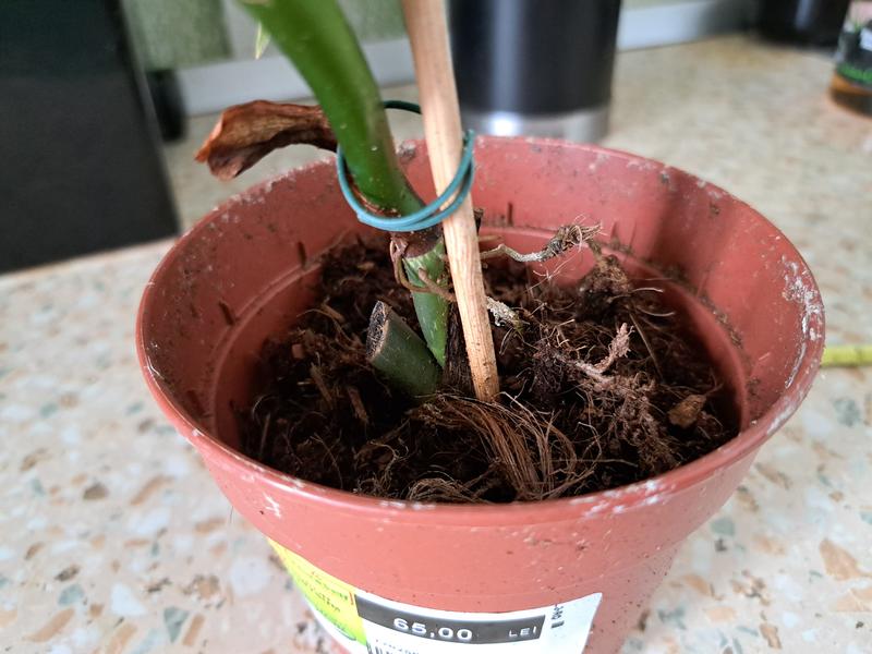 philodendron hercules Philodendron hederaceum